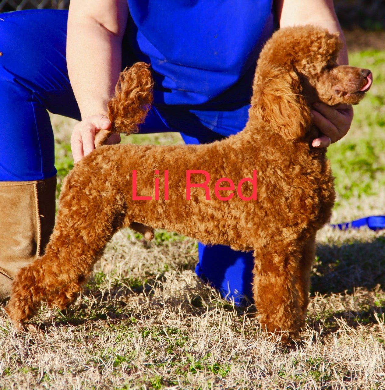 “ AMORA ” PETITE GOLDEN DOODLE