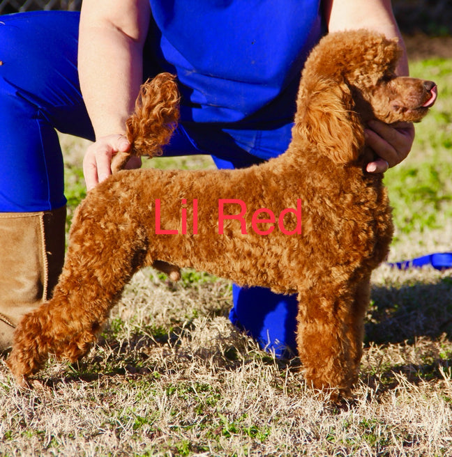 PETITE GOLDEN DOODLES GIRLS