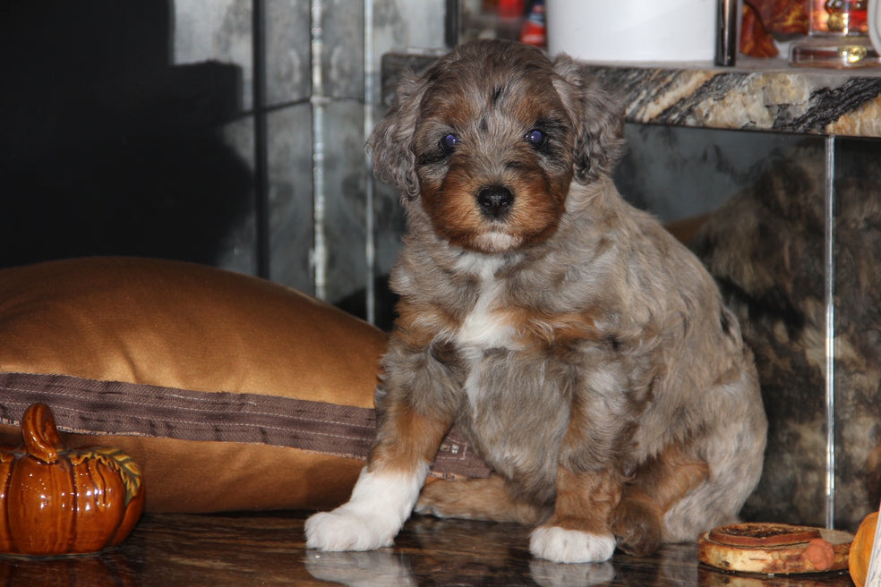 Capri Chocolate tri merle
