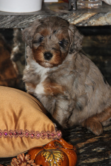 Capri Chocolate tri merle