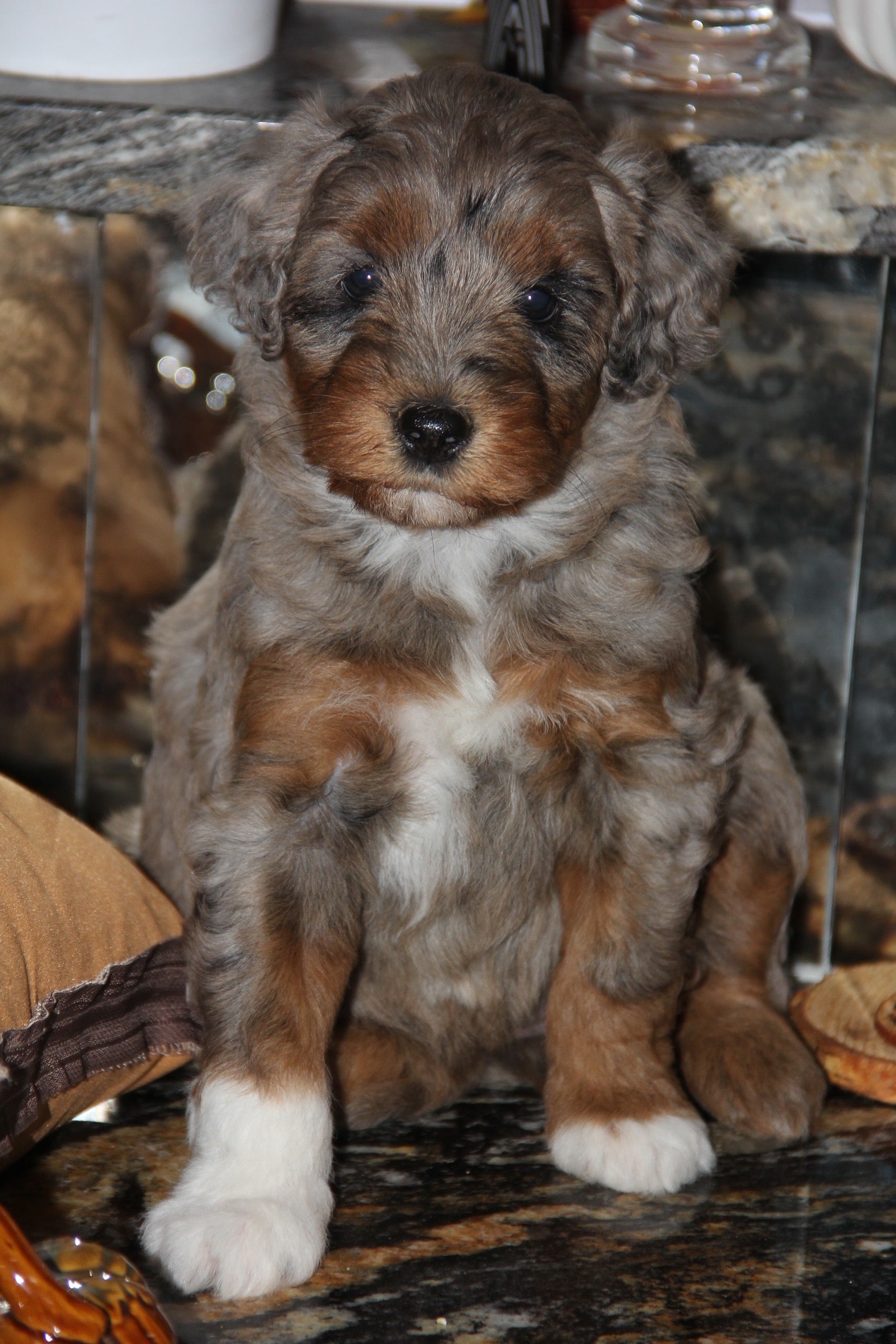 Capri Chocolate tri merle