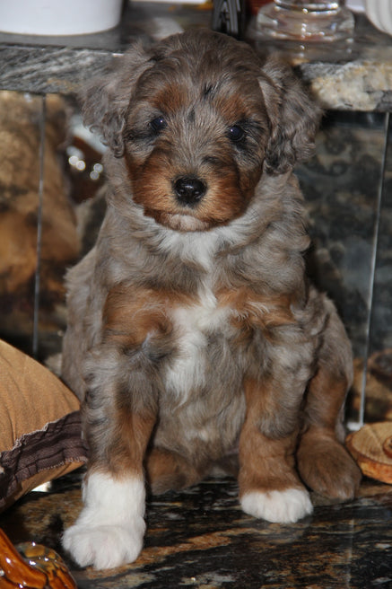 Capri Chocolate tri merle
