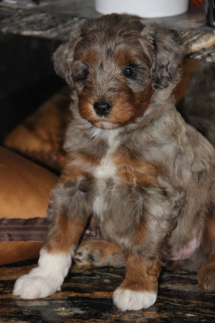 Capri Chocolate tri merle
