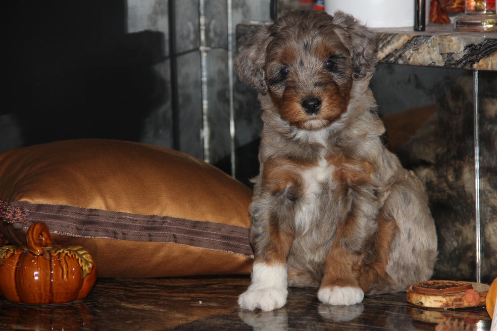 Capri Chocolate tri merle