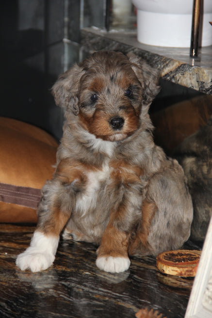Capri Chocolate tri merle