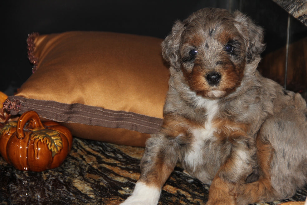 Capri Chocolate tri merle