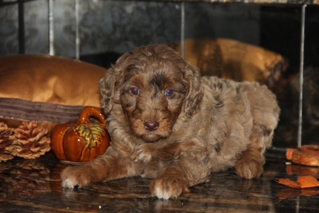 Brûlée chocolate tri merle