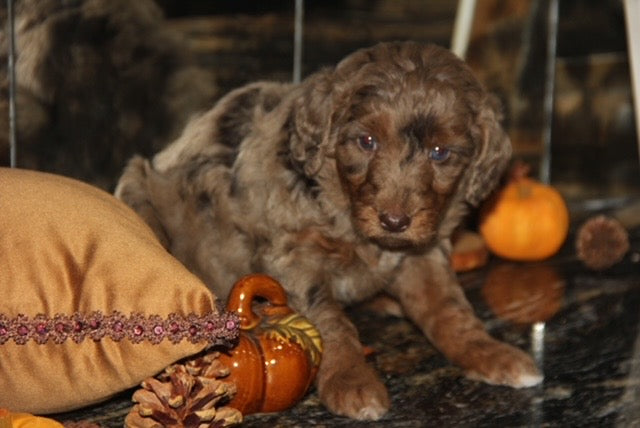 Brûlée chocolate tri merle