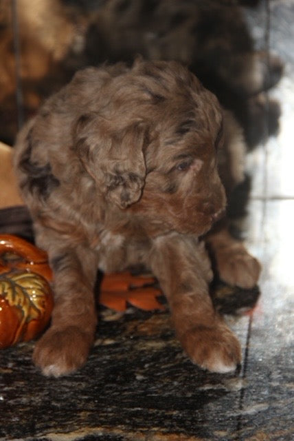 Brûlée chocolate tri merle