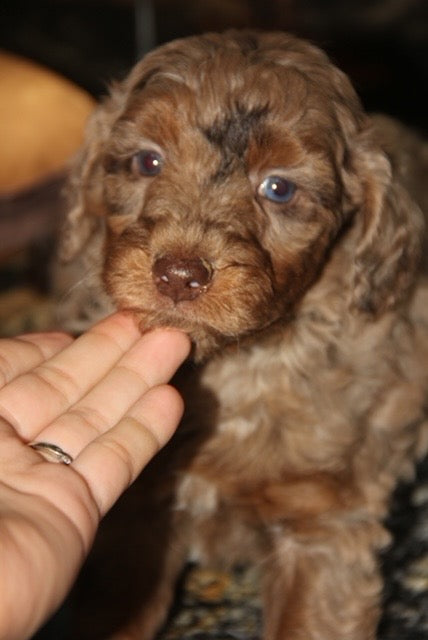 Brûlée chocolate tri merle