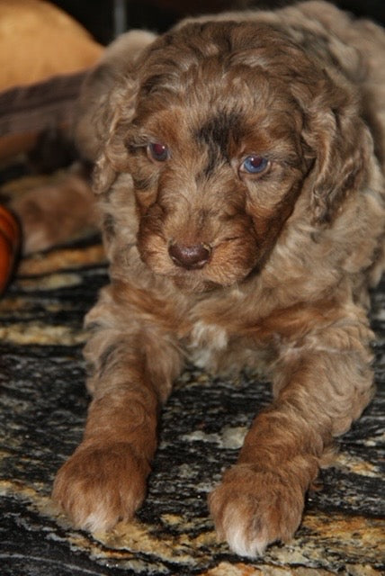 Brûlée chocolate tri merle