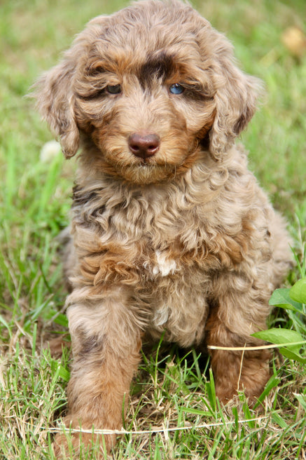 Brûlée chocolate Merle