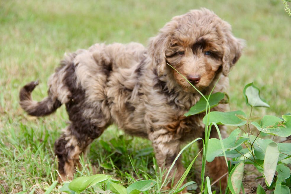 Brûlée chocolate Merle
