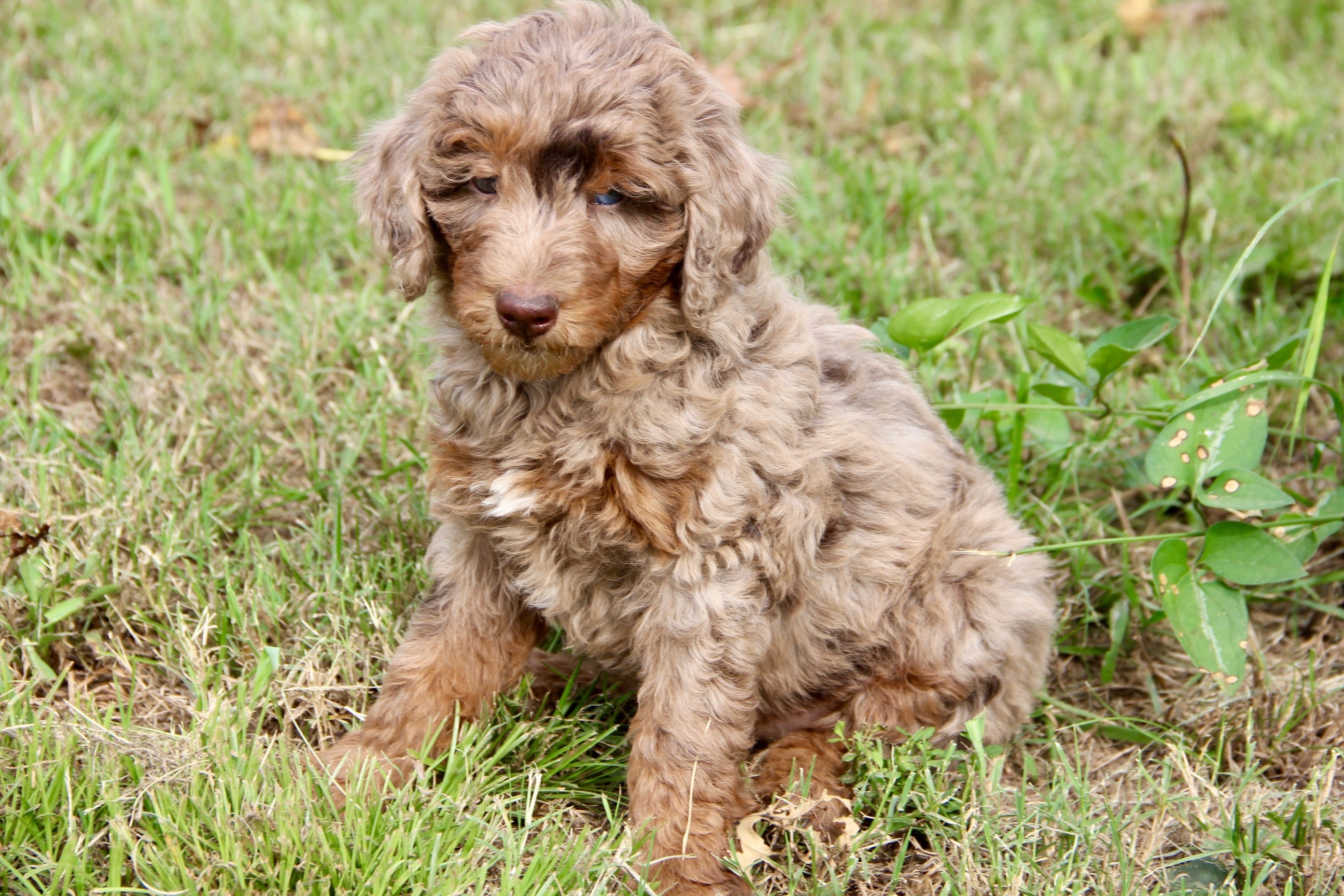 Brûlée chocolate Merle