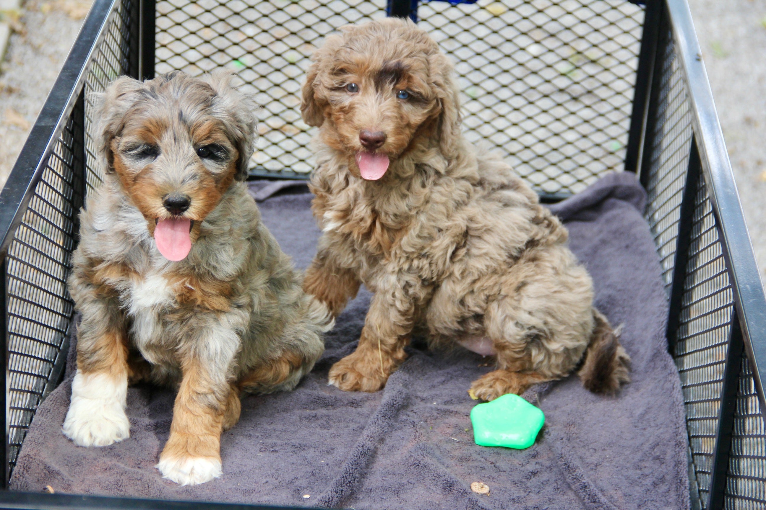 Capri Chocolate tri merle