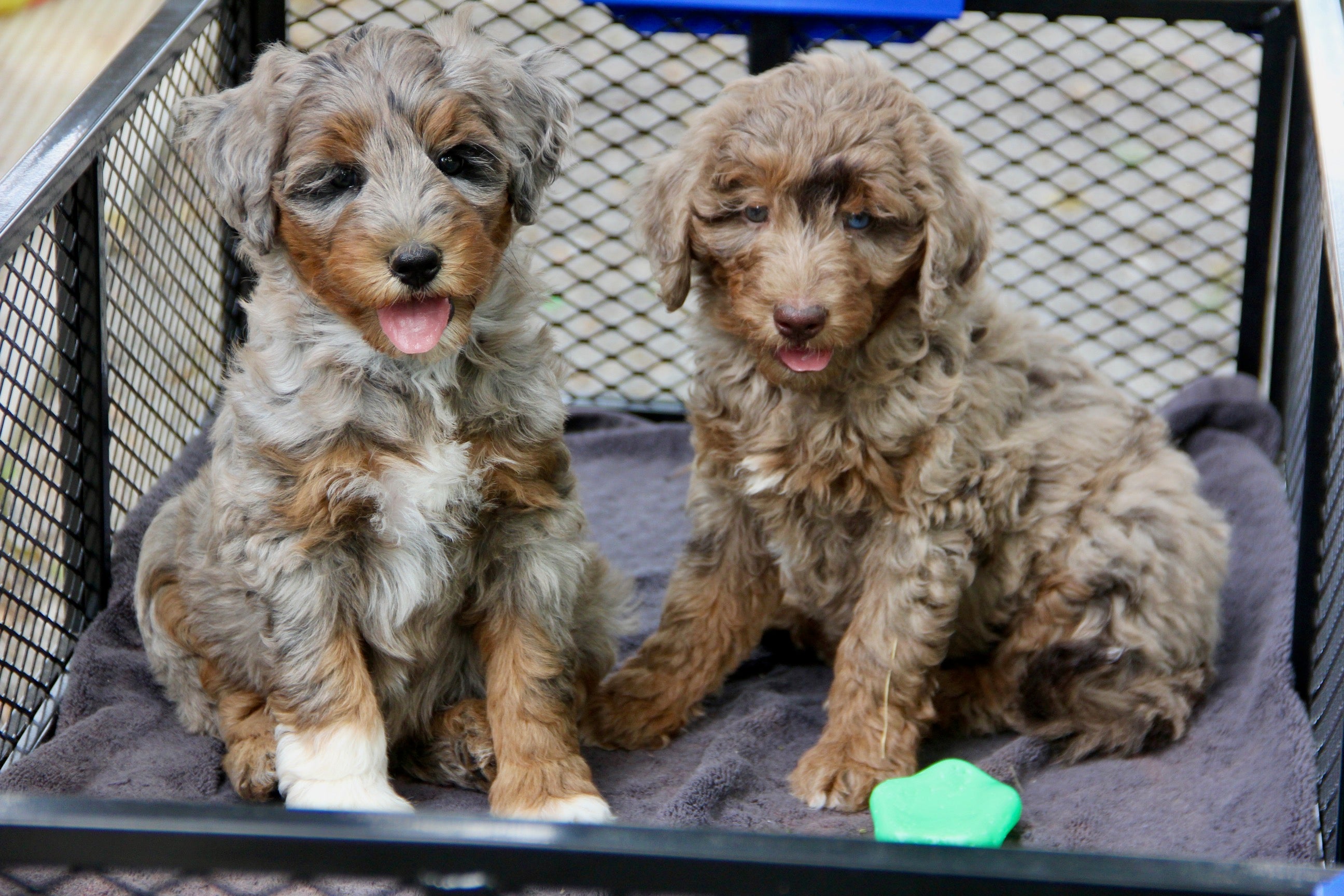 Capri Chocolate tri merle
