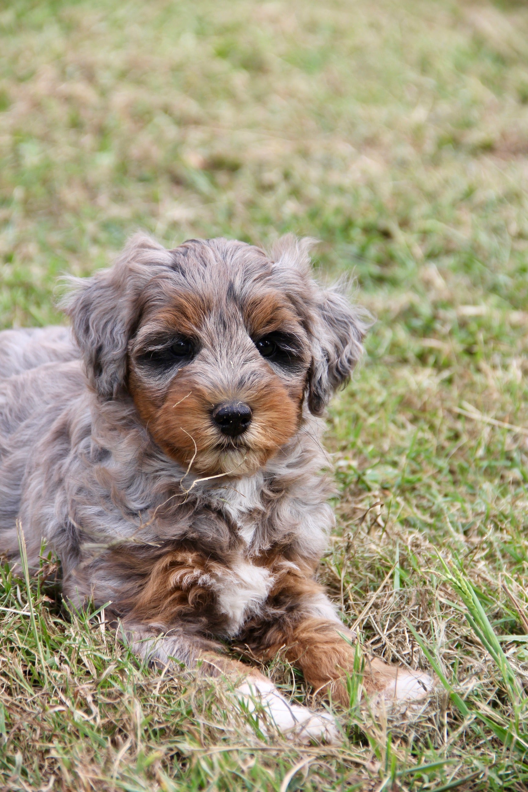 Capri Chocolate tri merle