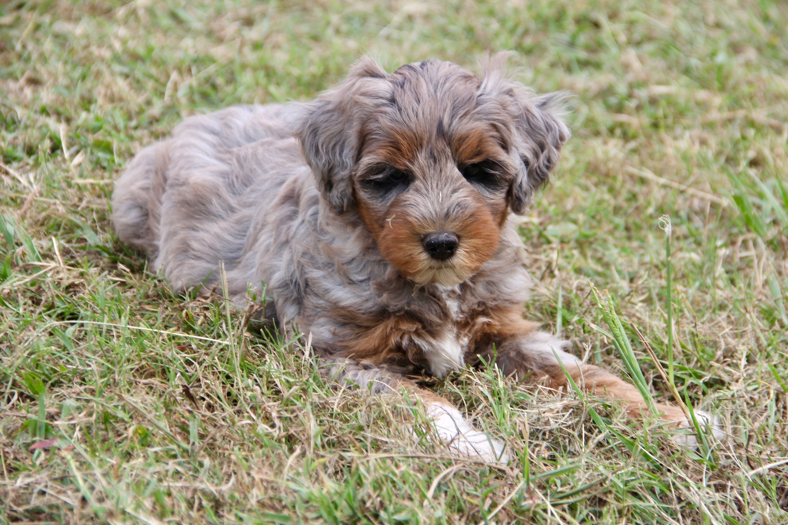 Capri Chocolate tri merle