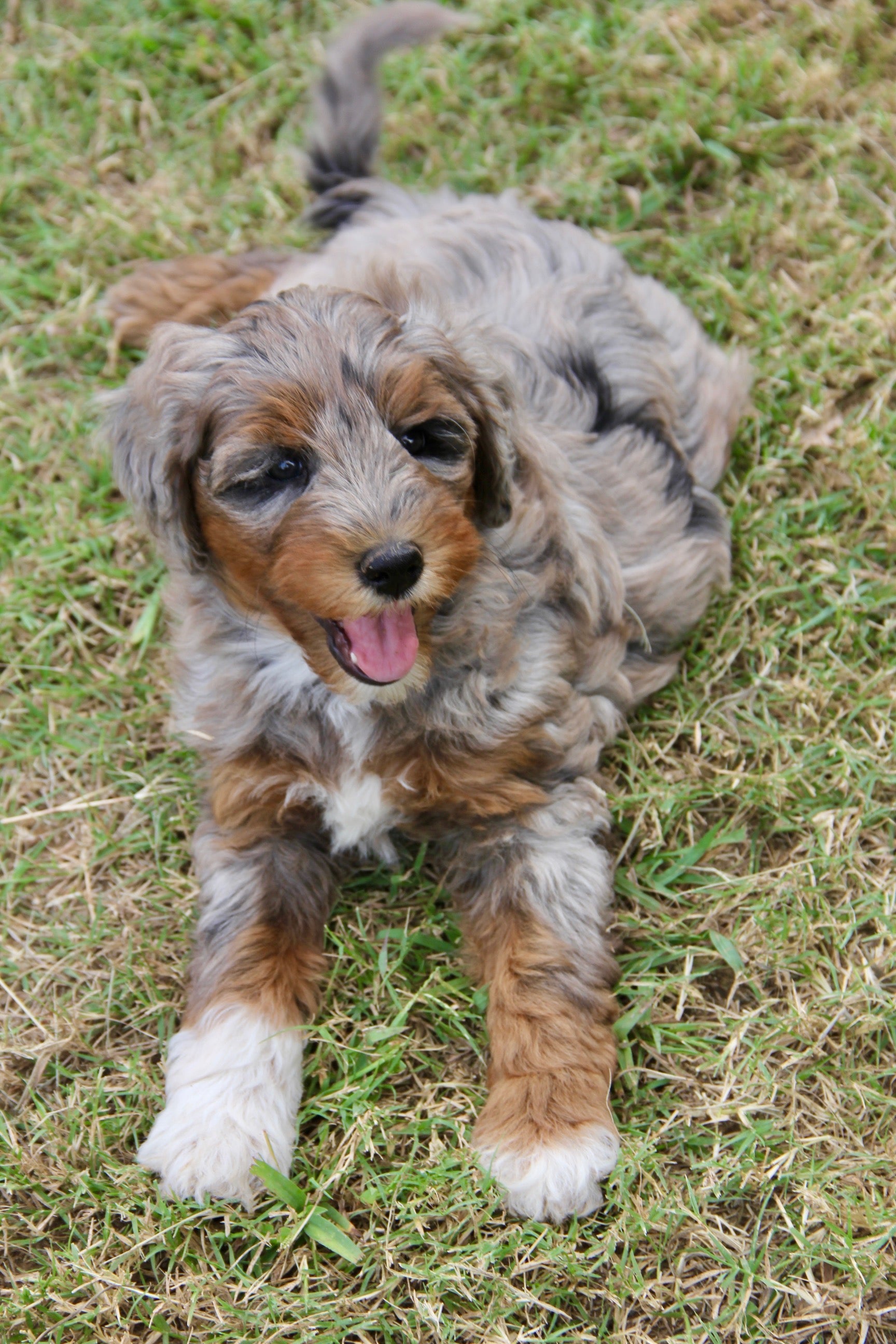 Capri Chocolate tri merle
