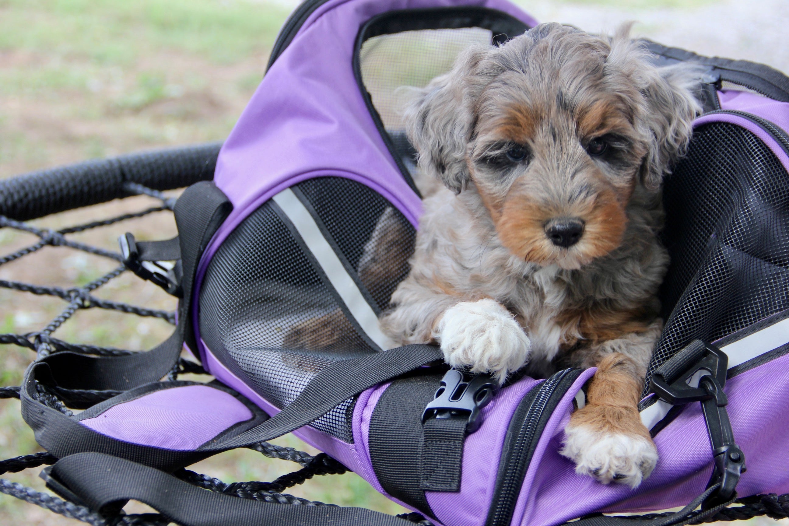 Capri Chocolate tri merle