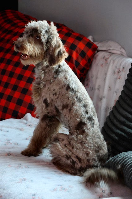 Brûlée chocolate Merle