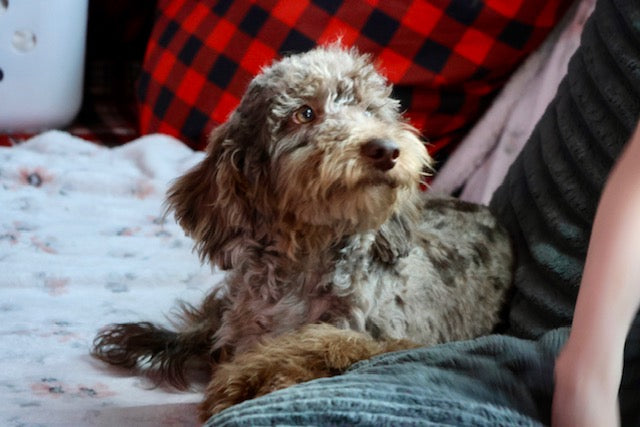 Brûlée chocolate Merle