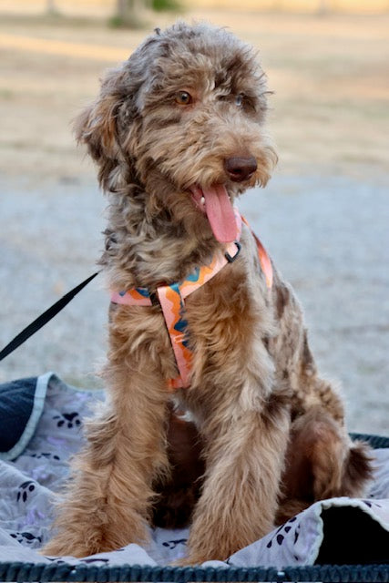 Brûlée chocolate Merle