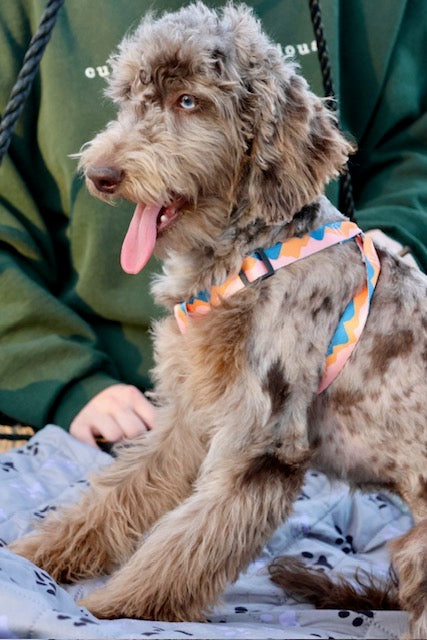 Brûlée chocolate Merle