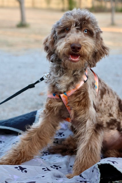 Brûlée chocolate Merle