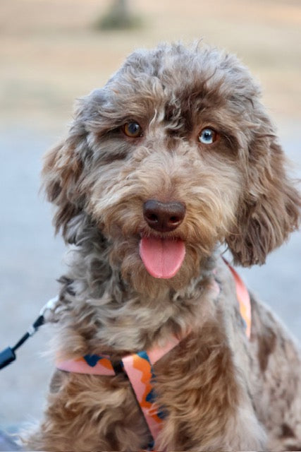 Brûlée chocolate Merle