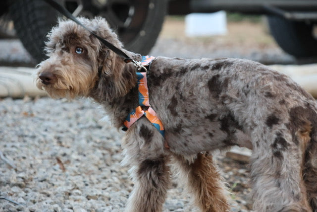 Brûlée chocolate Merle