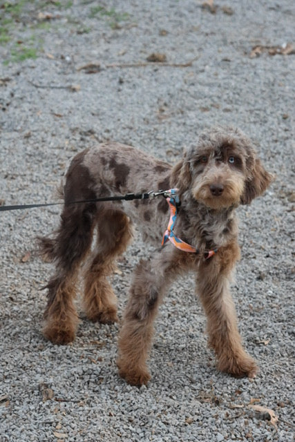 Brûlée chocolate Merle