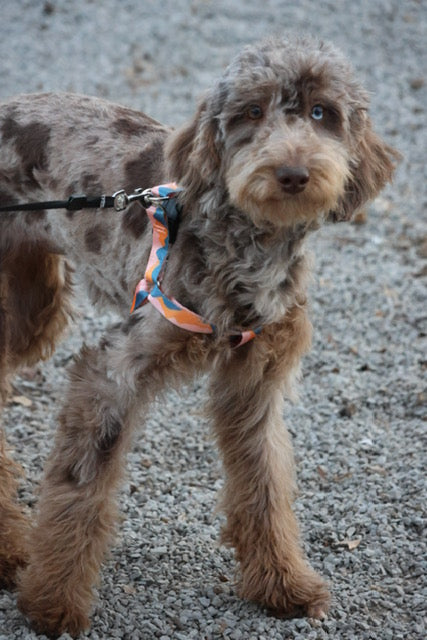 Brûlée chocolate Merle