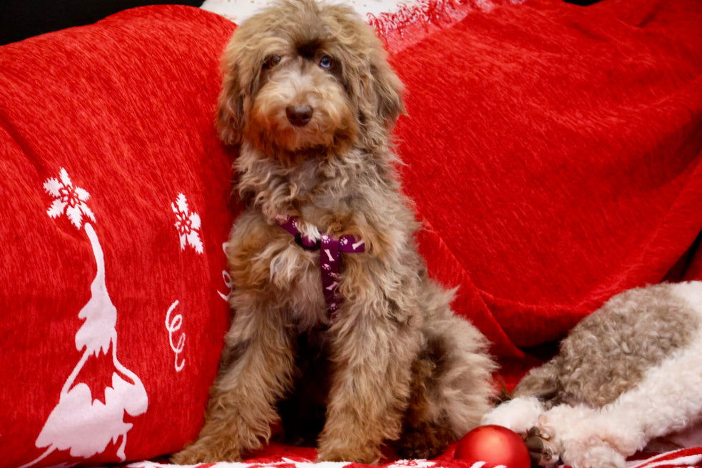 Brûlée chocolate Merle