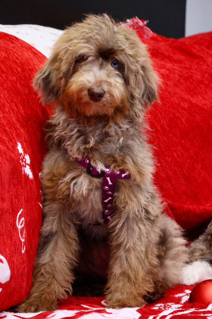 Brûlée chocolate Merle