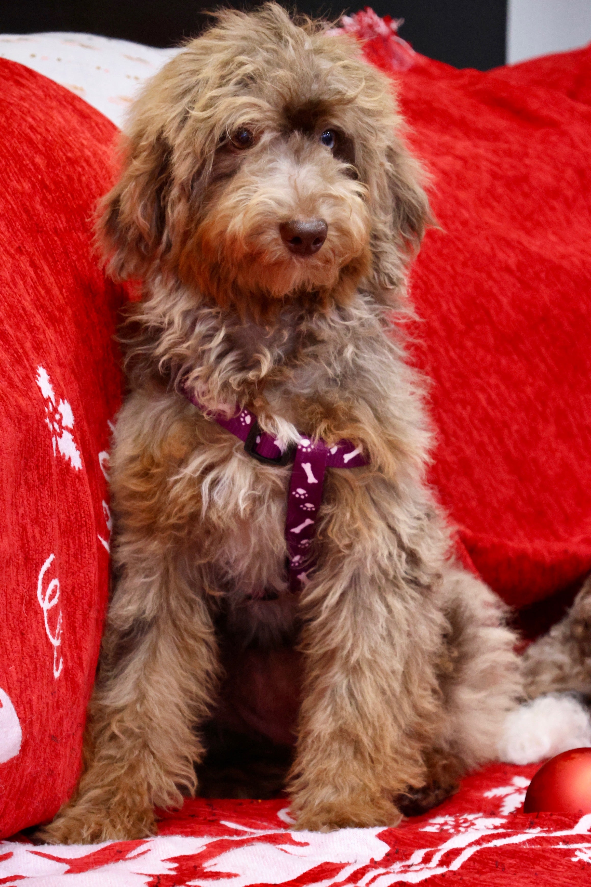 Brûlée chocolate Merle