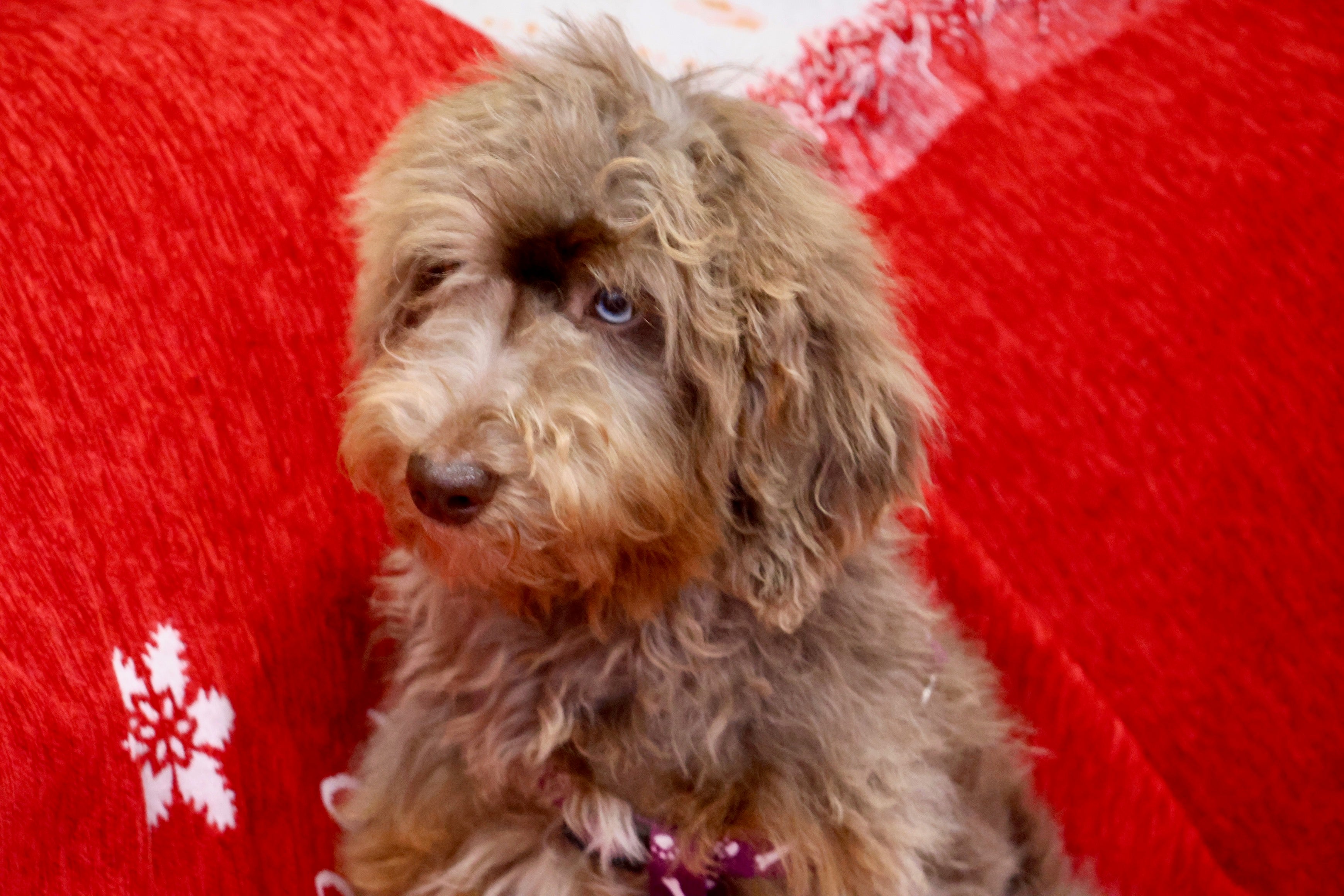 Brûlée chocolate Merle