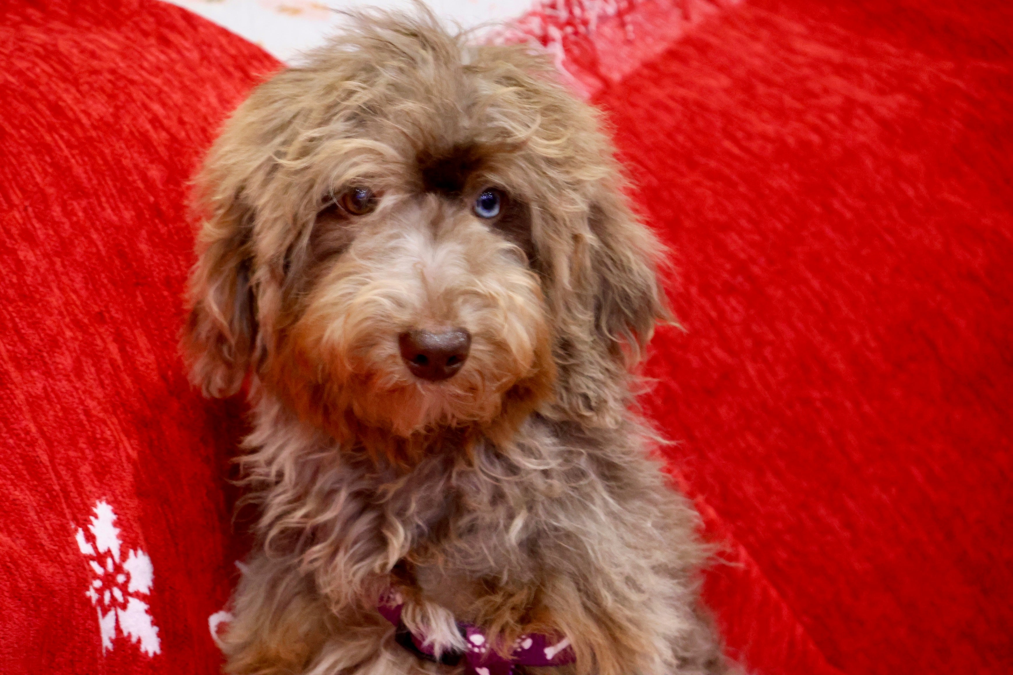 Brûlée chocolate Merle