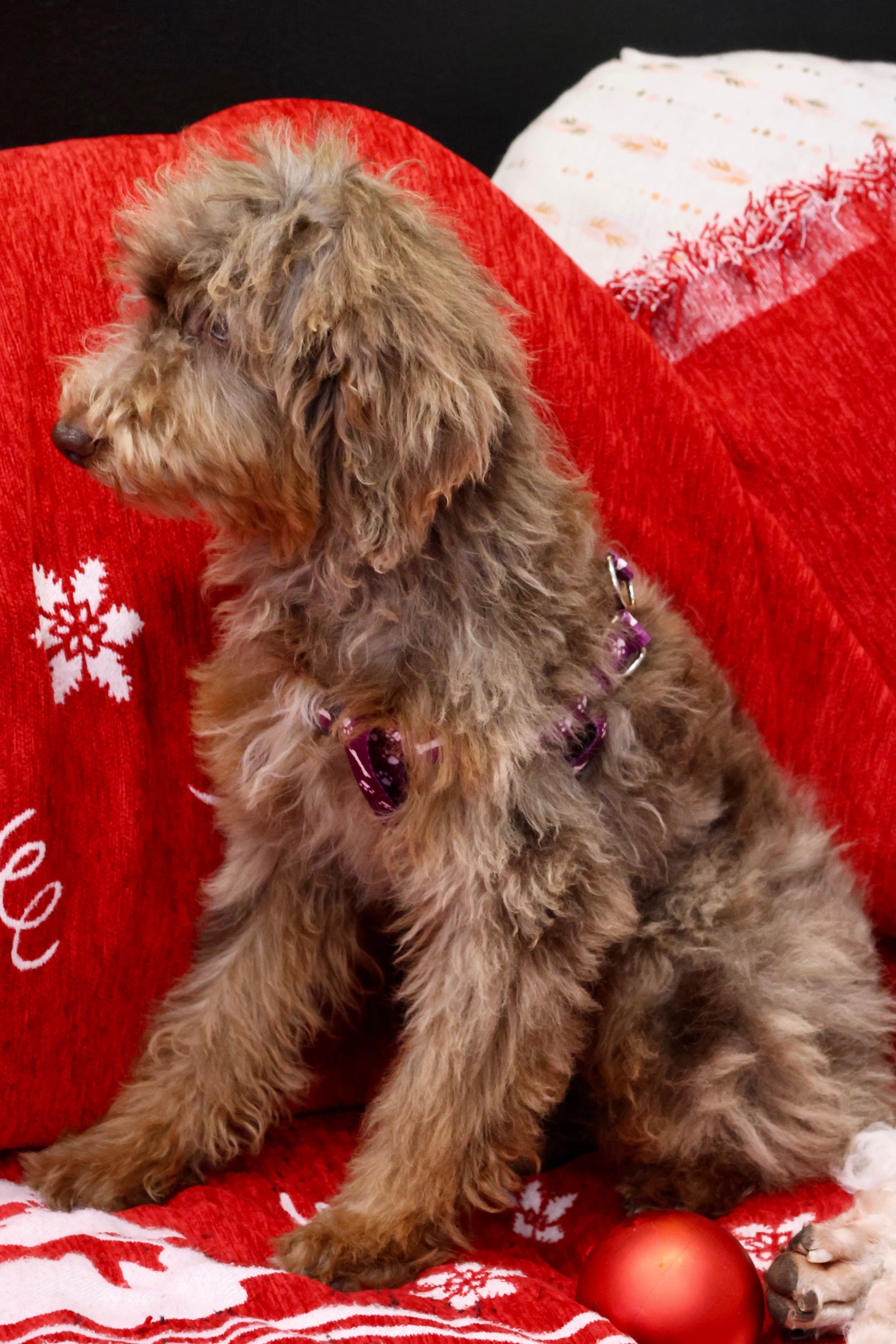 Brûlée chocolate Merle