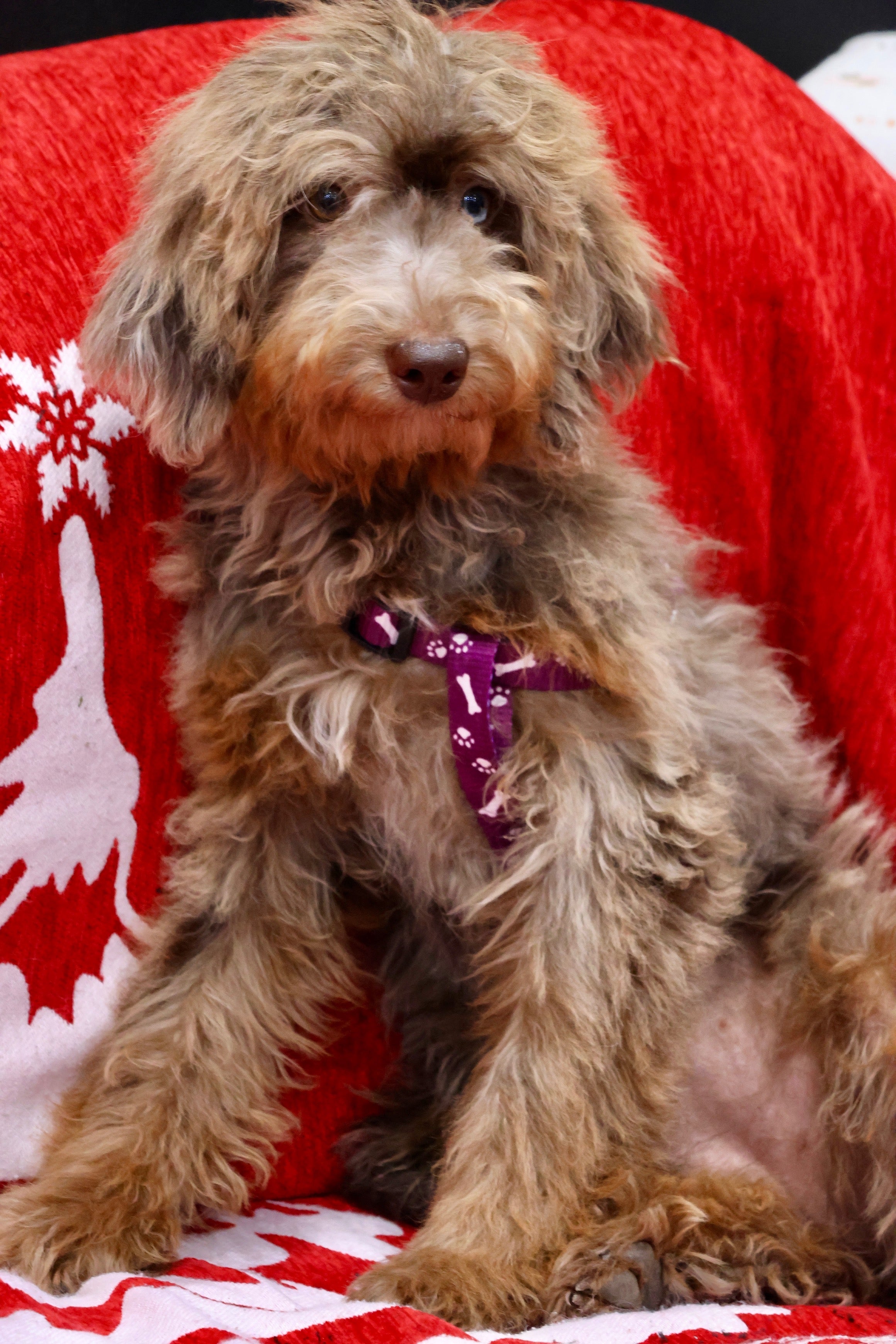 Brûlée chocolate Merle