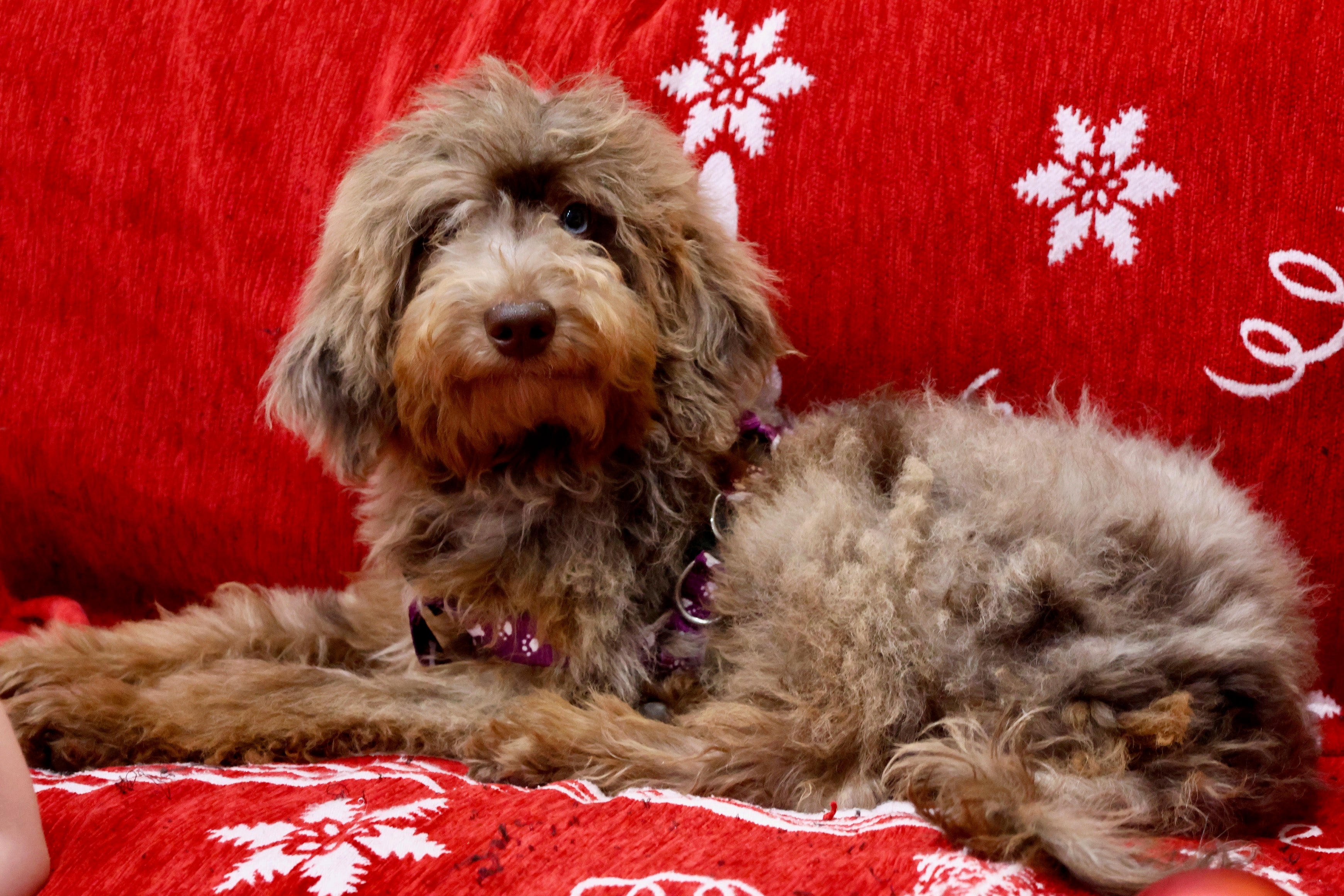 Brûlée chocolate Merle