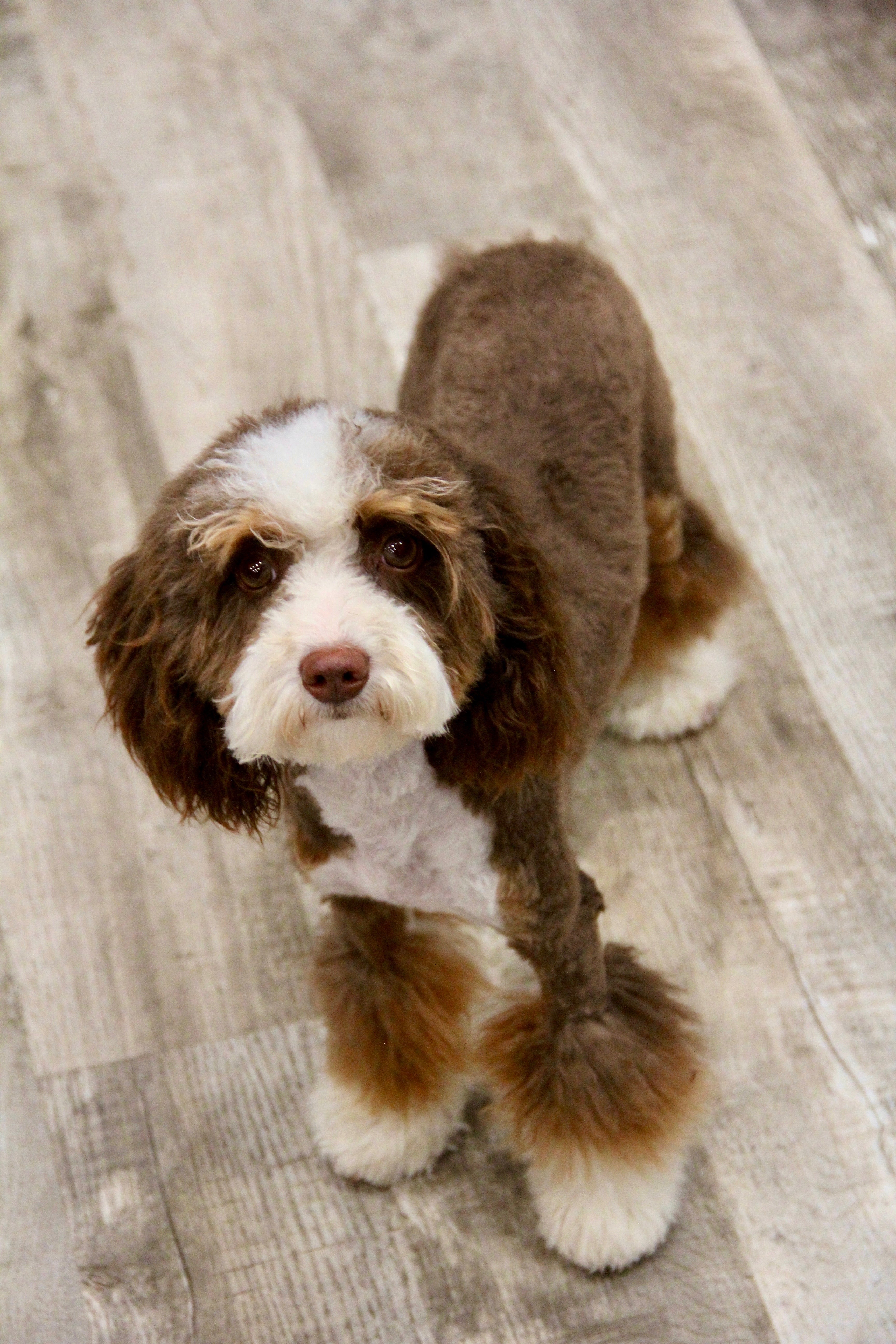 TIGER MALE MICRO BERNADOODLE