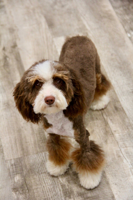 JACKIE’S TOY BERNADOODLE BOYS