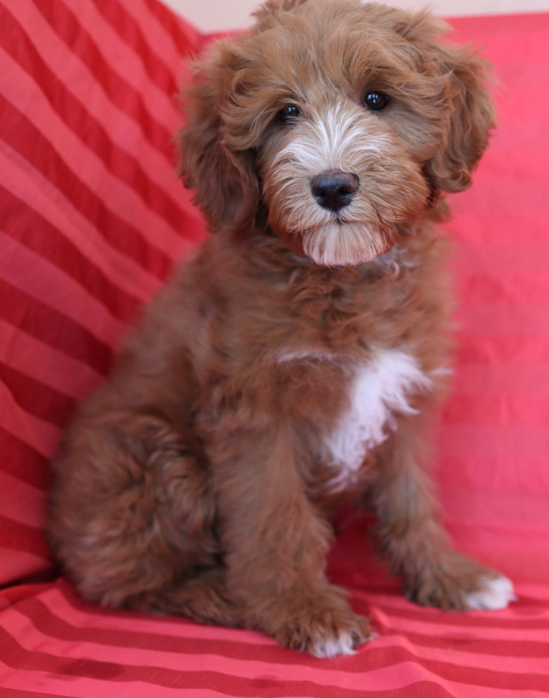 THEO ( PETITE )
