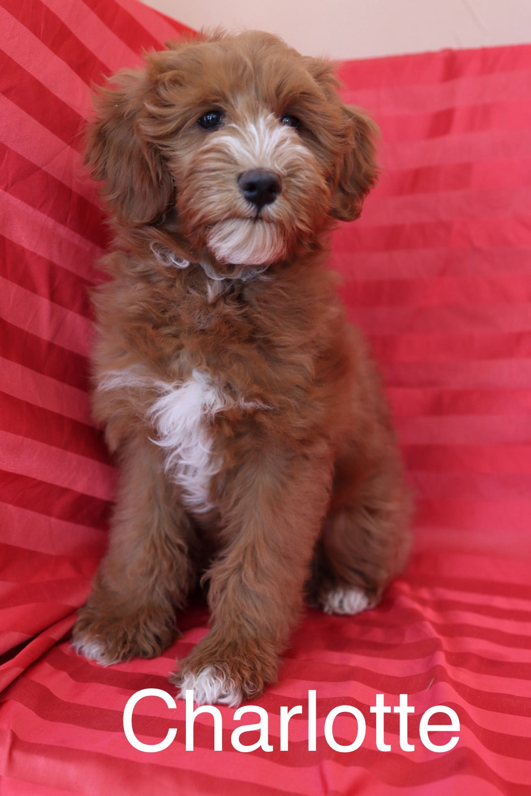 THEO ( PETITE )