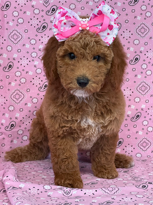 “ AMORA ” PETITE GOLDEN DOODLE