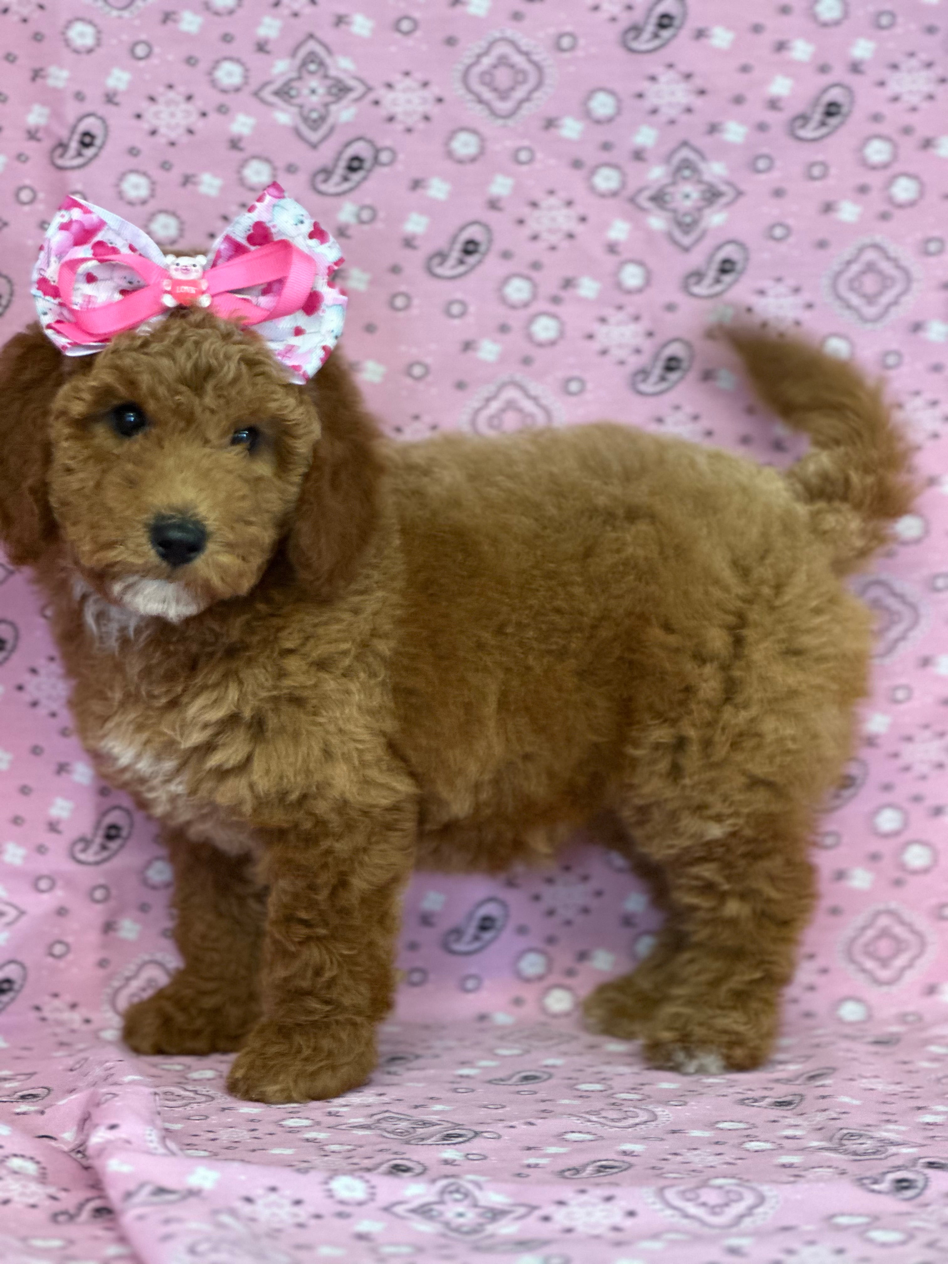 “ AMORA ” PETITE GOLDEN DOODLE