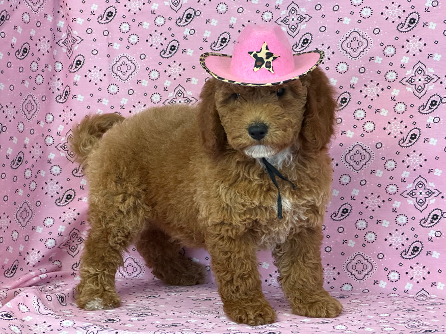 “ AMORA ” PETITE GOLDEN DOODLE