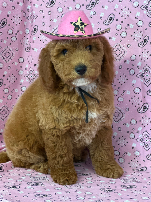 “ AMORA ” PETITE GOLDEN DOODLE