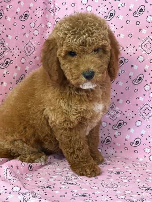 “ AMORA ” PETITE GOLDEN DOODLE